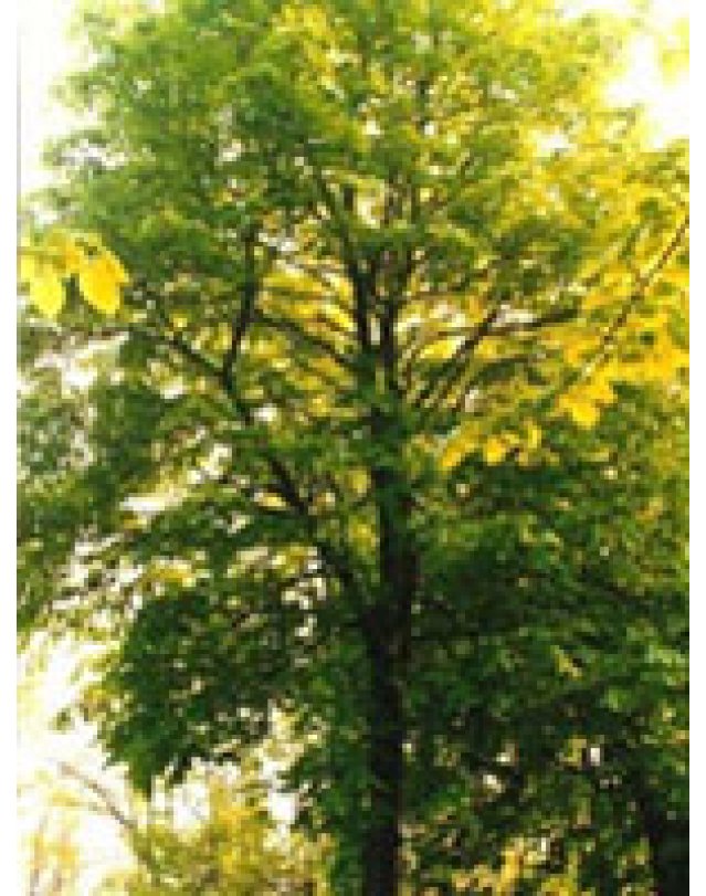 TSA TILIA EUROPEA 50ML