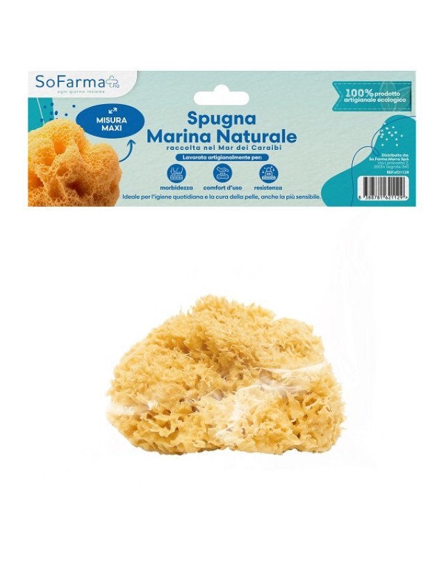 SPUGNA MARINA NATURALE MAXI SF+ SPUGNA MARINA NATURALE MAXI SF+