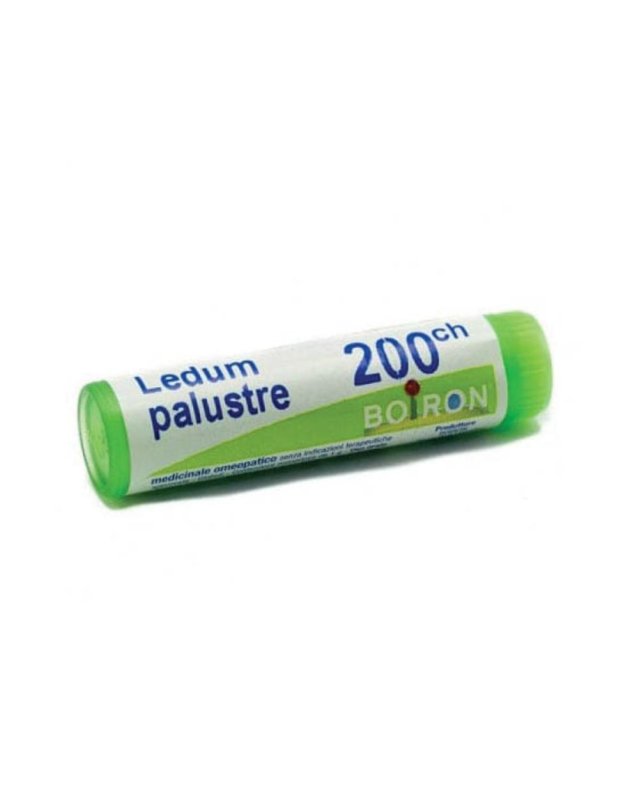 BO.LEDUM PALUSTRE Dose 200CH BO.LEDUM PALUSTRE Dose 200CH